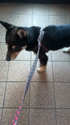 間中美華ブリーダーからお迎えした柴犬：珠世（たま）ちゃん