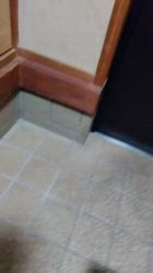 間中美華ブリーダーからお迎えした柴犬：珠世（たま）ちゃん