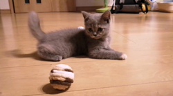 中野由利子ブリーダーからお迎えしたミヌエット：ルメルちゃん