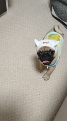 古谷淳子ブリーダーからお迎えしたパグ：おまちゅけくん