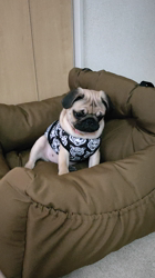 古谷淳子ブリーダーからお迎えしたパグ：おまちゅけくん