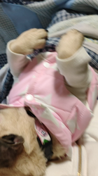 古谷淳子ブリーダーからお迎えしたパグ：おまちゅけくん