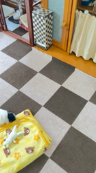 堀内智恵子ブリーダーからお迎えしたチーズー(チワワ×シーズー)：とこちゃん