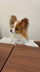 水野日出子ブリーダーからお迎えしたパピヨン：モナちゃん