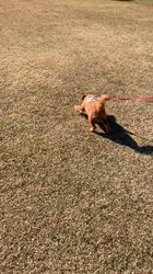 久吉次男ブリーダーからお迎えしたポメプー(トイプードル✖︎ポメラニアン)：♡モネ♡ちゃん