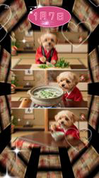 久吉次男ブリーダーからお迎えしたポメプー(トイプードル✖︎ポメラニアン)：♡モネ♡ちゃん