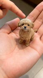 久吉次男ブリーダーからお迎えしたポメプー(トイプードル✖︎ポメラニアン)：♡モネ♡ちゃん