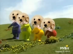 高野明子ブリーダーからお迎えしたミニチュアダックスフンド(ロング)：萌音ちゃん