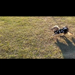 高野明子ブリーダーからお迎えしたミニチュアダックスフンド(ロング)：萌音ちゃん