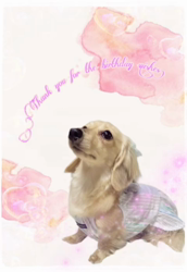 高野明子ブリーダーからお迎えしたミニチュアダックスフンド(ロング)：萌音ちゃん