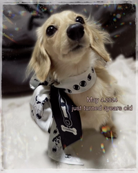 高野明子ブリーダーからお迎えしたミニチュアダックスフンド(ロング)：萌音ちゃん