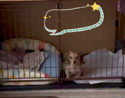 高野明子ブリーダーからお迎えしたミニチュアダックスフンド(ロング)：萌音ちゃん