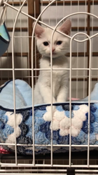 市川博明ブリーダーからお迎えしたマンチカン：yukiくん