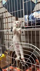 市川博明ブリーダーからお迎えしたマンチカン：yukiくん