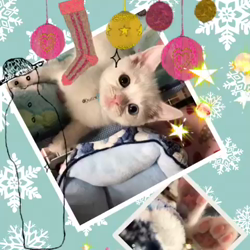 市川博明ブリーダーからお迎えしたマンチカン：yukiくん