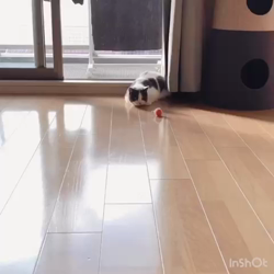 村井令枝ブリーダーからお迎えしたブリティッシュショートヘア：モニャくん