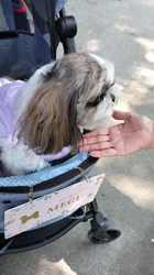 岸澤とみ子ブリーダーからお迎えしたシーズー：メグちゃん