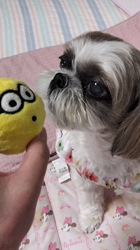 岸澤とみ子ブリーダーからお迎えしたシーズー：メグちゃん