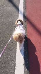 岸澤とみ子ブリーダーからお迎えしたシーズー：メグちゃん