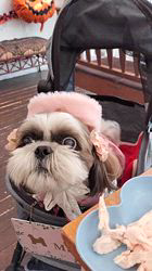 岸澤とみ子ブリーダーからお迎えしたシーズー：メグちゃん