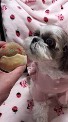 岸澤とみ子ブリーダーからお迎えしたシーズー：メグちゃん