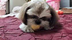 岸澤とみ子ブリーダーからお迎えしたシーズー：メグちゃん