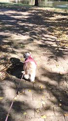 岸澤とみ子ブリーダーからお迎えしたシーズー：メグちゃん