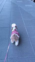 岸澤とみ子ブリーダーからお迎えしたシーズー：メグちゃん