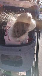 岸澤とみ子ブリーダーからお迎えしたシーズー：メグちゃん