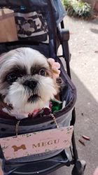 岸澤とみ子ブリーダーからお迎えしたシーズー：メグちゃん