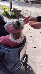 岸澤とみ子ブリーダーからお迎えしたシーズー：メグちゃん