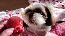 岸澤とみ子ブリーダーからお迎えしたシーズー：メグちゃん