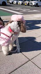 岸澤とみ子ブリーダーからお迎えしたシーズー：メグちゃん