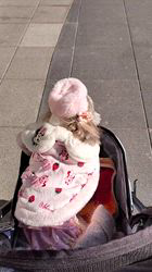 岸澤とみ子ブリーダーからお迎えしたシーズー：メグちゃん