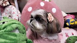 岸澤とみ子ブリーダーからお迎えしたシーズー：メグちゃん