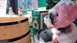 岸澤とみ子ブリーダーからお迎えしたシーズー：メグちゃん