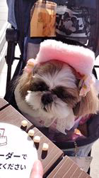 岸澤とみ子ブリーダーからお迎えしたシーズー：メグちゃん