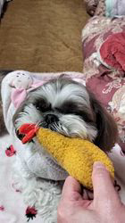 岸澤とみ子ブリーダーからお迎えしたシーズー：メグちゃん