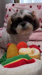 岸澤とみ子ブリーダーからお迎えしたシーズー：メグちゃん