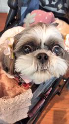 岸澤とみ子ブリーダーからお迎えしたシーズー：メグちゃん