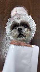 岸澤とみ子ブリーダーからお迎えしたシーズー：メグちゃん