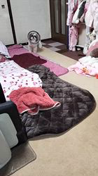 岸澤とみ子ブリーダーからお迎えしたシーズー：メグちゃん