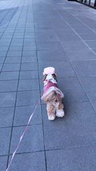 岸澤とみ子ブリーダーからお迎えしたシーズー：メグちゃん