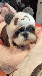 岸澤とみ子ブリーダーからお迎えしたシーズー：メグちゃん