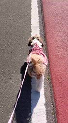 岸澤とみ子ブリーダーからお迎えしたシーズー：メグちゃん