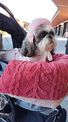 岸澤とみ子ブリーダーからお迎えしたシーズー：メグちゃん