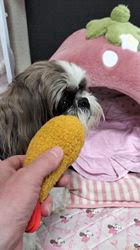 岸澤とみ子ブリーダーからお迎えしたシーズー：メグちゃん