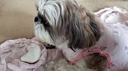 岸澤とみ子ブリーダーからお迎えしたシーズー：メグちゃん