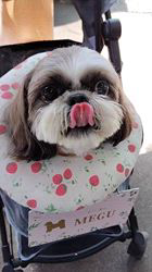 岸澤とみ子ブリーダーからお迎えしたシーズー：メグちゃん