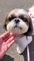 岸澤とみ子ブリーダーからお迎えしたシーズー：メグちゃん